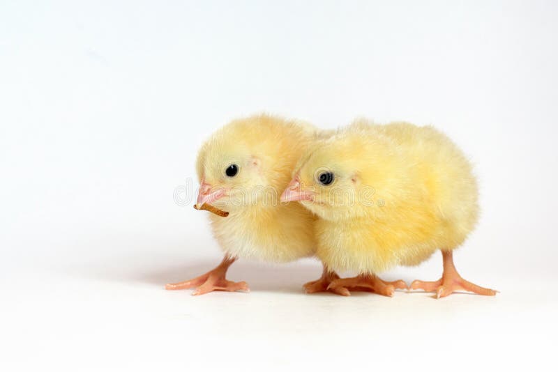 Two Little Chicken Broiler Isolated on White Stock Photo Image of isolated, broiler 108736588
