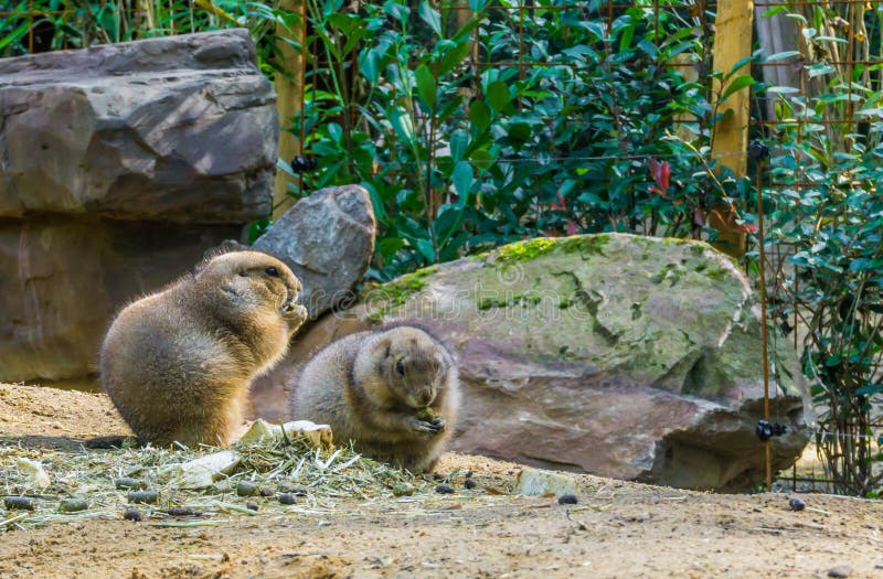 Two little cute prairie dogs nibbling on some food in a sandy landscape with rocks adorable rodent animal portrait