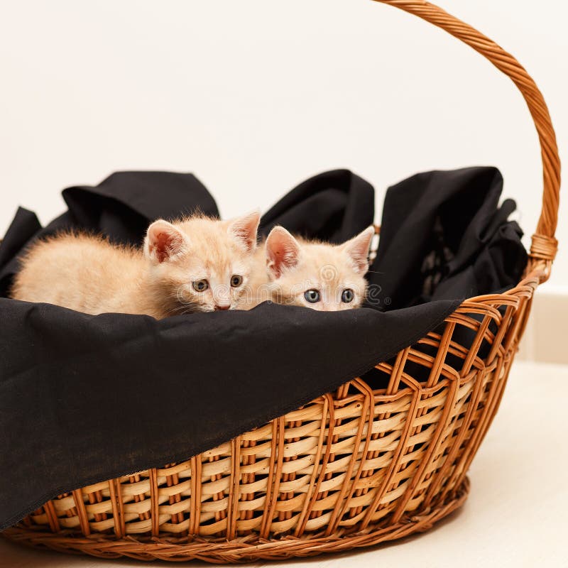 Two little lovely cat in wicker basket stock photos Two little lovely cat in wicker basket stock photos