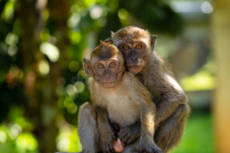 Two Little Monkeys Hug While Sitting On A Fence Stock Photo Image Of