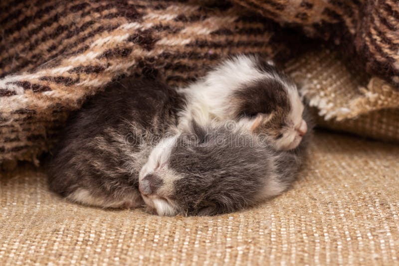 Two Little Newborn Kittens Sleep Under a Blanket Stock Photo Image of
