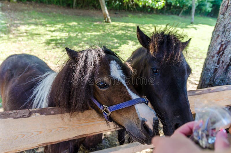 Two little ponies in the farm. royalty free stock photo
