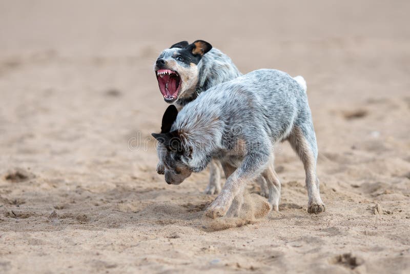 are australian cattle dog aggressive