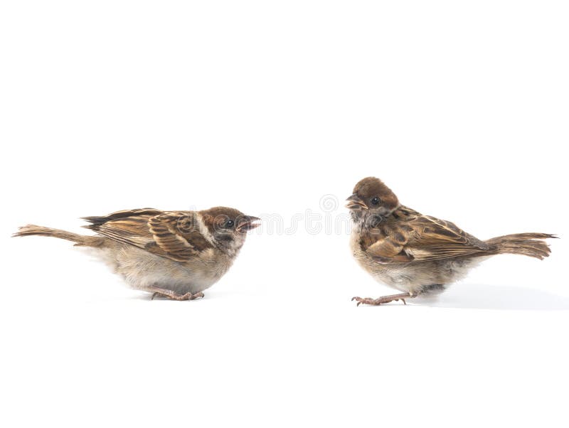 Two little sparrow isolated on white background stock photos