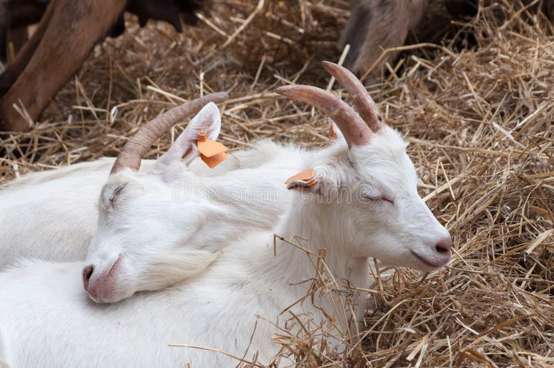 Two little white goats cuddling up to themselves on a farm, family goes first. Two little white goats cuddling up to themselves on a farm, family goes first