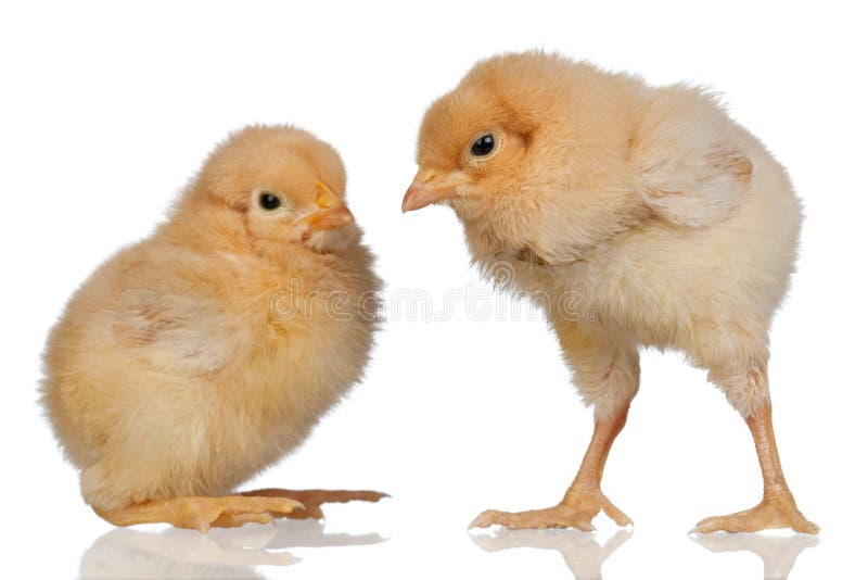 Two little yellow chicken royalty free stock photo
