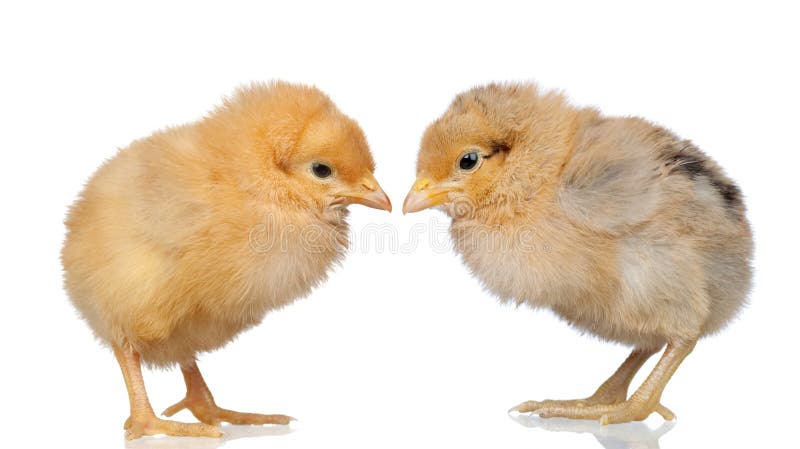 Two little yellow chicken royalty free stock image