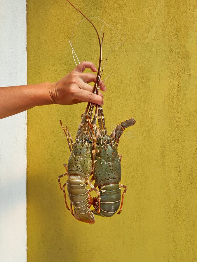 Female Hand Holding Two Lobsters Stock Photos Free & RoyaltyFree Stock Photos from Dreamstime