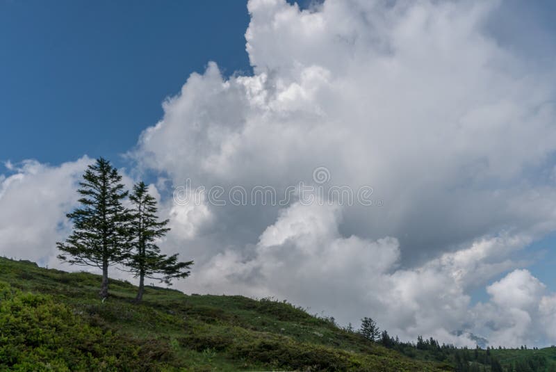 Two Lone Pine Trees on the Horizon Under a Wild and Expressive Cloudy