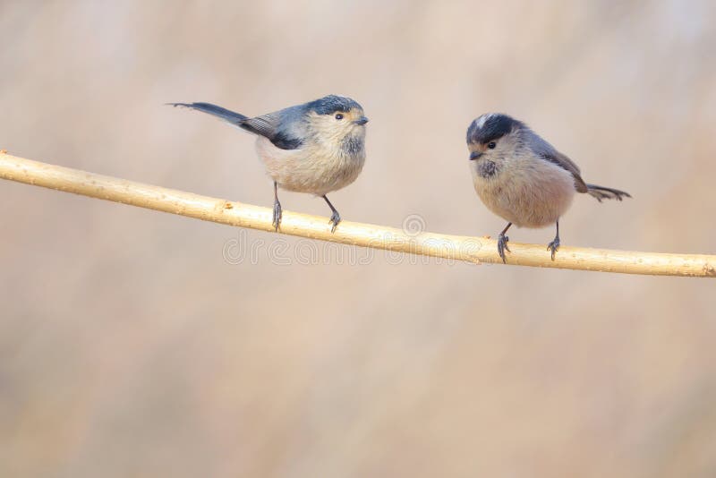 Long-tailed Tit royalty free stock photography