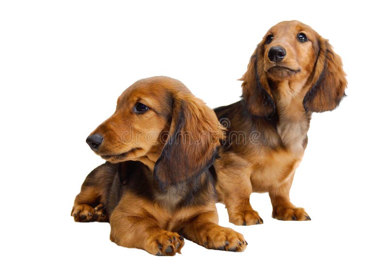 Doxie lain Doxie lain