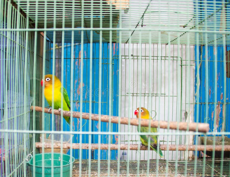 A two love bird royalty free stock photography A two love bird royalty free stock photography