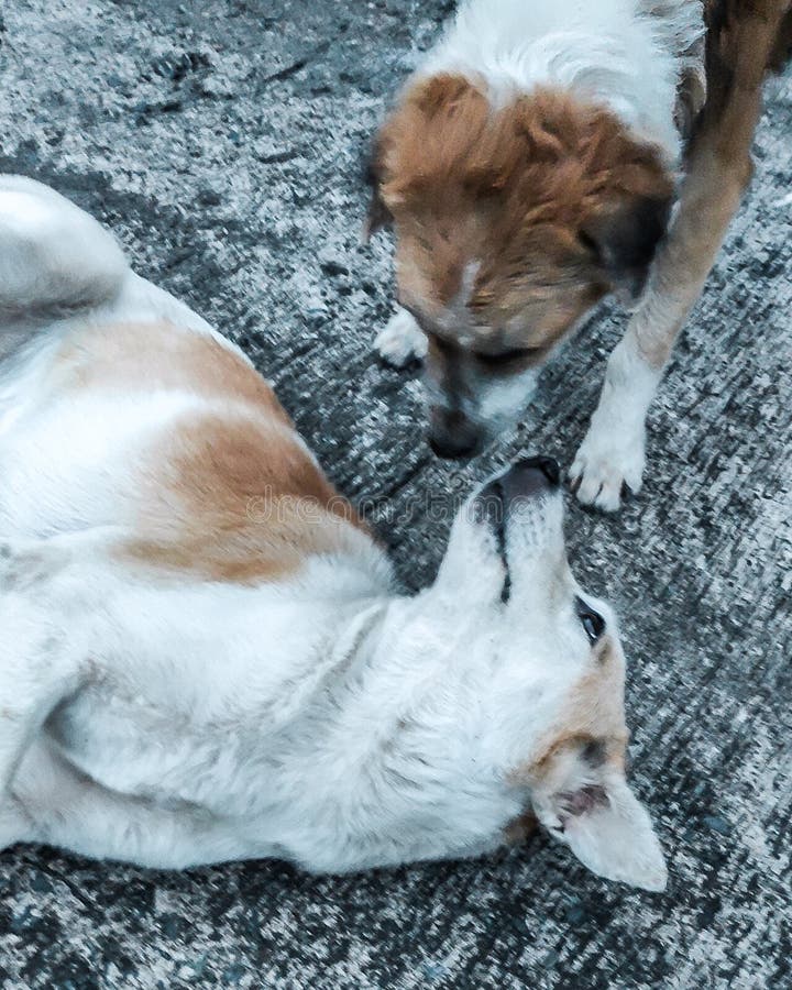 how dogs show each other affection