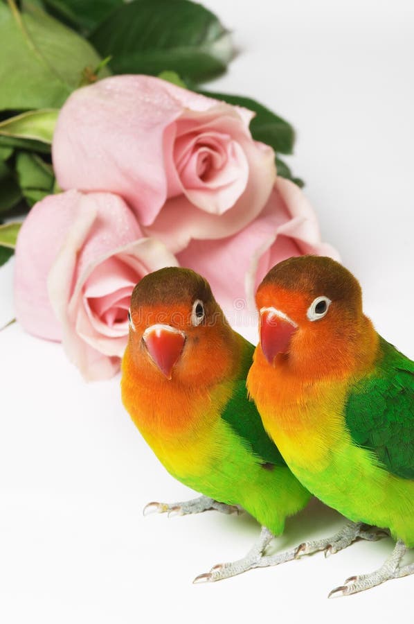 Two lovebirds and pink roses