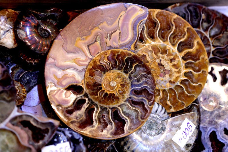 Two lovely spiral shells of ammonite