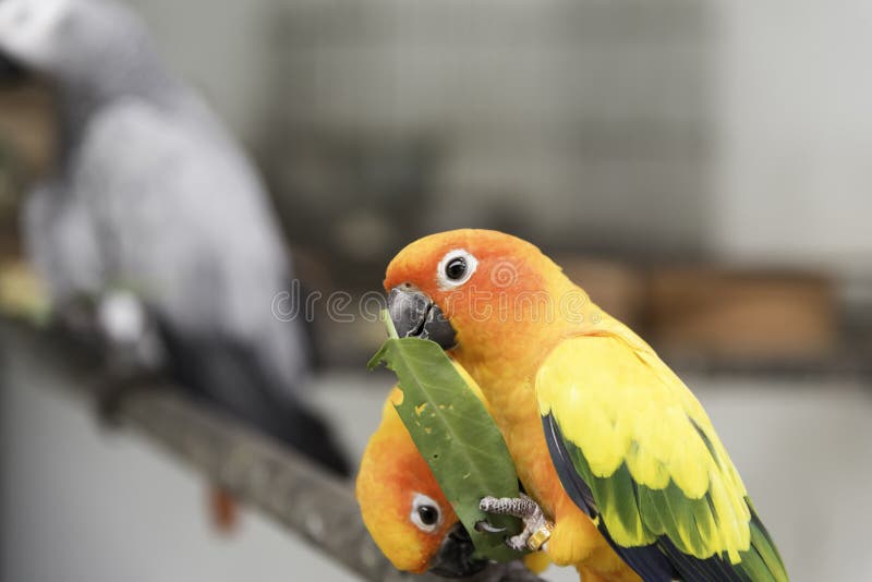 Two lovely sun conure parrots bird on the branch eating their food closeup royalty free stock photography Two lovely sun conure parrots bird on the branch eating their food closeup royalty free stock photography