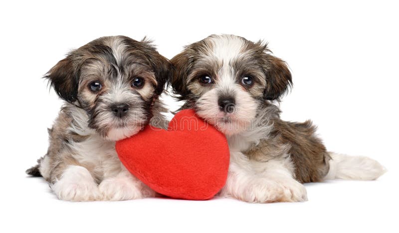 Two lover Valentine Havanese puppies stock photos Two lover Valentine Havanese puppies stock photos