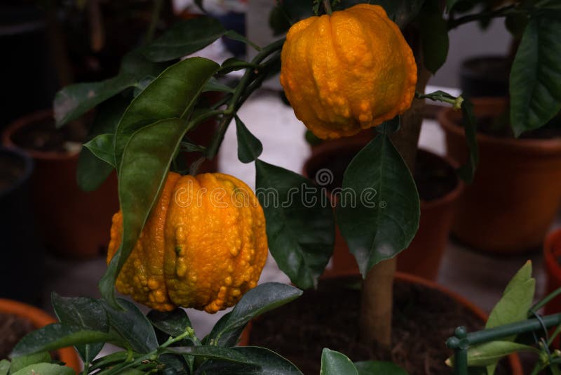 Two lumpy orange fruit stock photography Two lumpy orange fruit stock photography