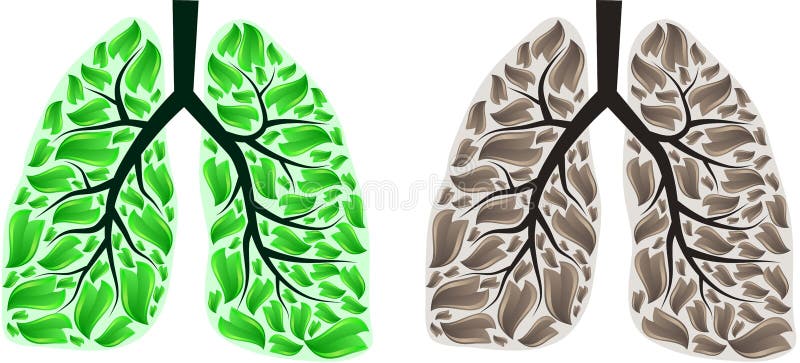 Two lungs vector illustration
