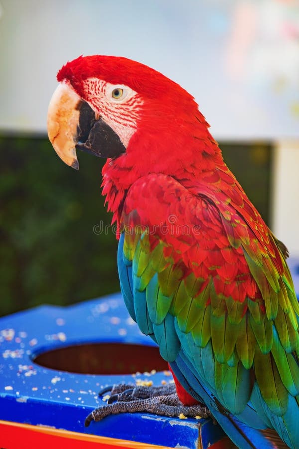 Two macaw parrots eat food stock image. Image of yellow 244292917