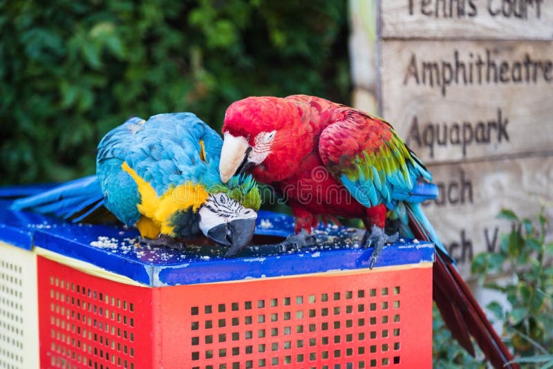 Two macaw parrots eat food stock photo. Image of tropical 244515524