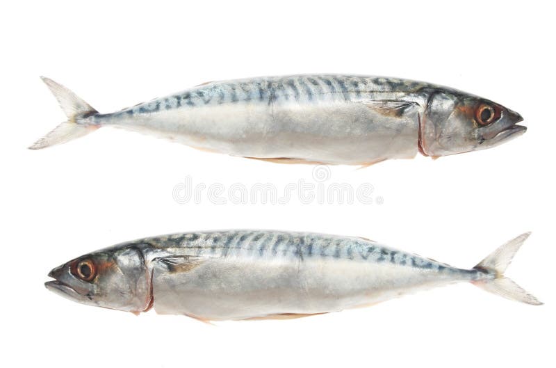 Two mackerel