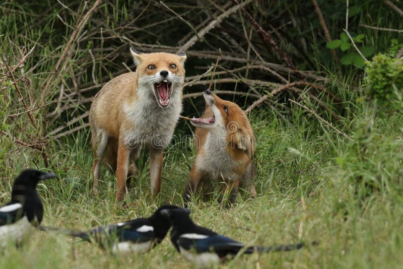 Two magnificent wild Red Foxes, Vulpes vulpes, a cub and a vixen, standing at the entrance of the den, both with their mouths wid stock images