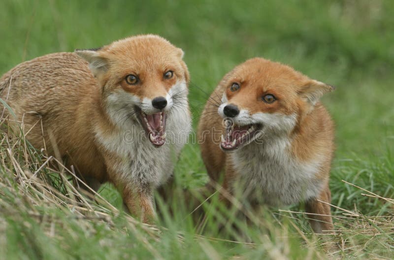 Two magnificent wild female Red Foxes Vulpes vulpes both with their mouths open whilst hunting for food in a field of long grass stock photos