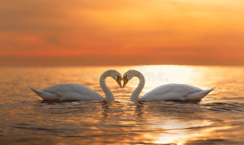 2 majestic white swans swim in the glassy waters of the Baltic Sea in front of a stunning orange sunset. The swans form a heart