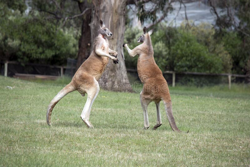 Mating Kangaroo Stock Photos - Free & Royalty-Free Stock Photos from Dreamstime Mating Kangaroo Stock Photos - Free & Royalty-Free Stock Photos from Dreamstime
