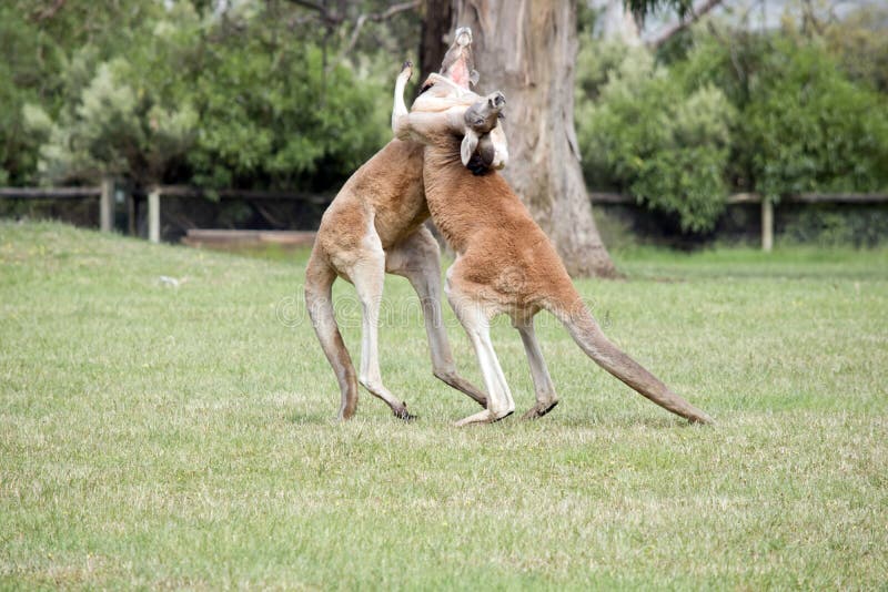 Kangaroos Mating Stock Photos - Free & Royalty-Free Stock Photos from  Dreamstime