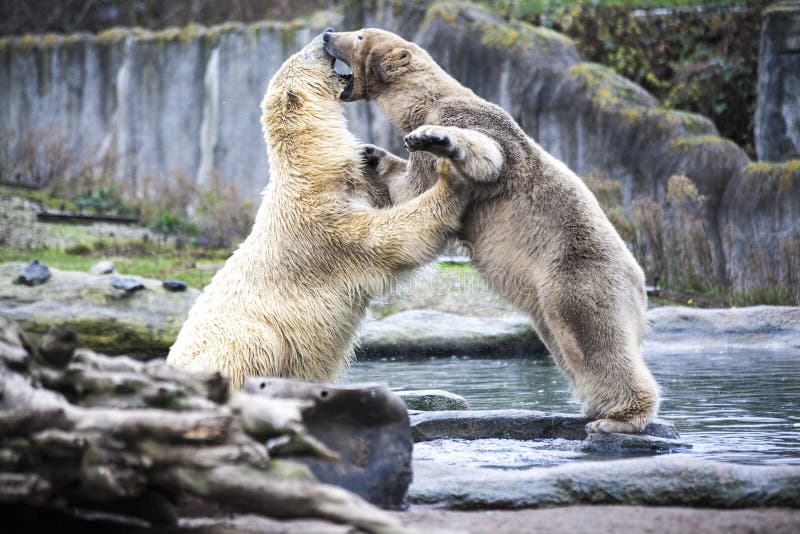 Two male polar bears fight and bite. Polar bears close up . Alaska, polar bear. Big white bears in the spring in the forest . Pola stock photography Two male polar bears fight and bite. Polar bears close up . Alaska, polar bear. Big white bears in the spring in the forest . Pola stock photography
