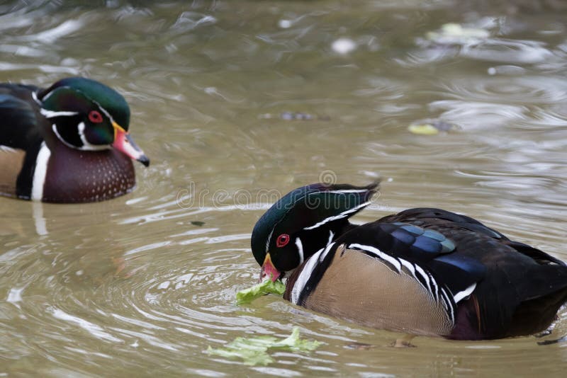Two Male Wood Ducks are Feeding while on the Water Stock Image Image