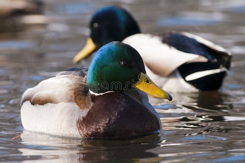 Two Mallard Duck Male on Water