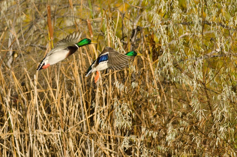 Two Mallard Ducks Landing in the Autumn Marsh Stock Image Image of