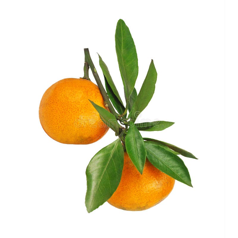 Two Mandarins Hanging Branch Leaves Stock Photos Free & RoyaltyFree