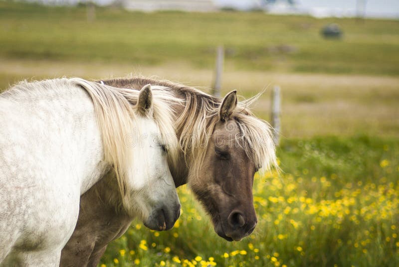 Two Mares stock photo Two Mares stock photo