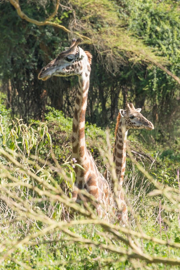 Different Giraffe Heads Stock Photos - Free & Royalty-Free Stock Photos