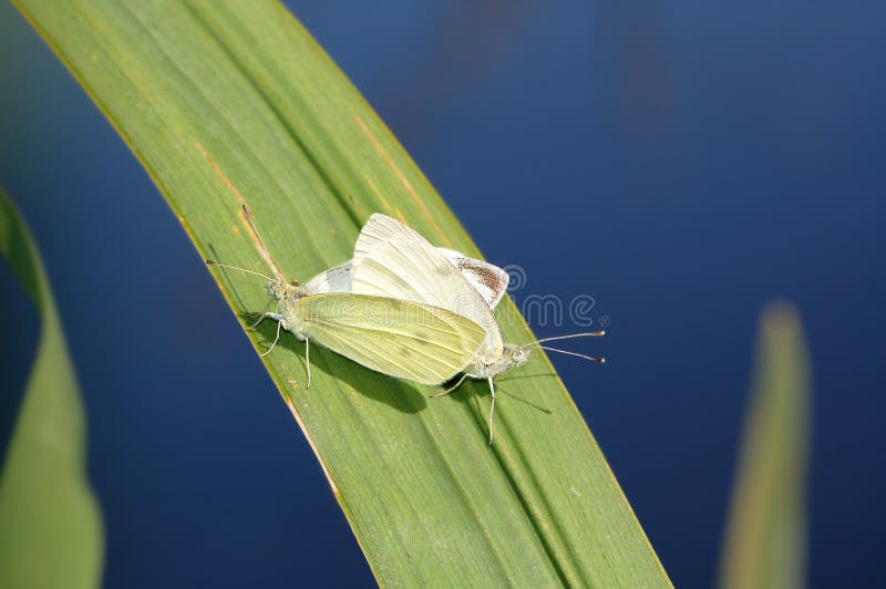 Two mating large cabbage white butterfly Pieris brassicae royalty free stock photos