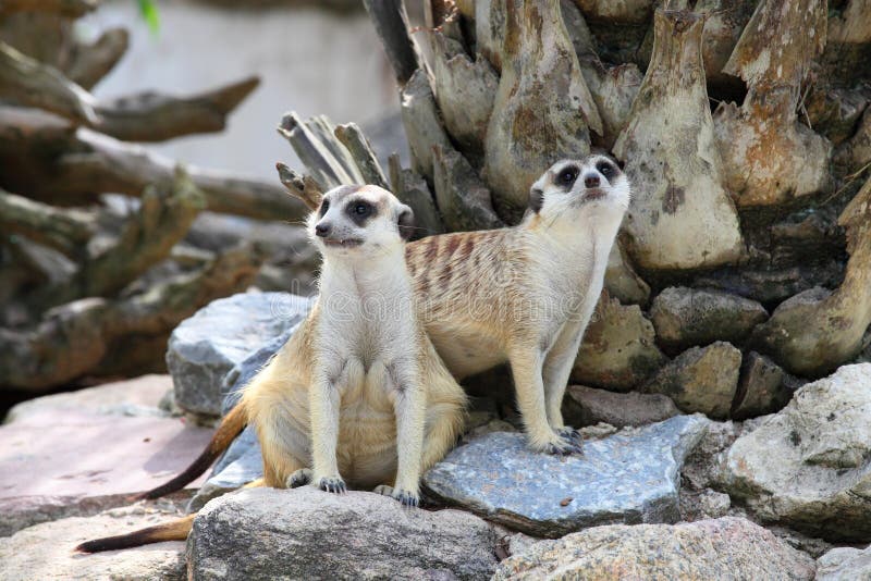 Two meerkat (Suricata suricatta) are watching the