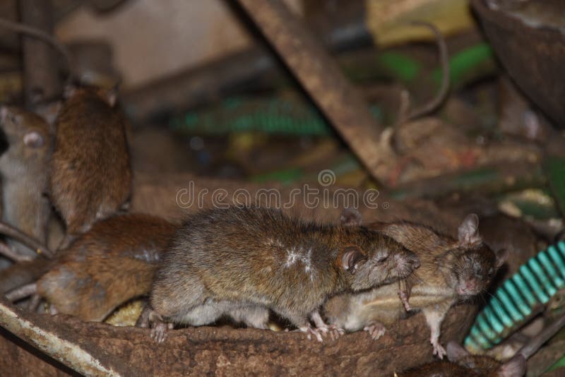Two mice sleep together stock photo. Image of animal 168112100