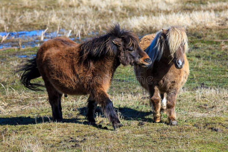 Two miniature horses interacting with each other.