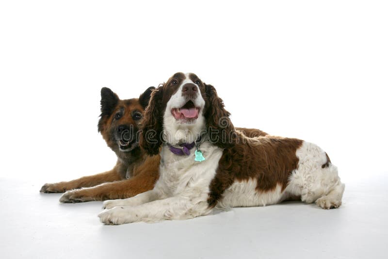 Two mixed breed dogs on a high key background