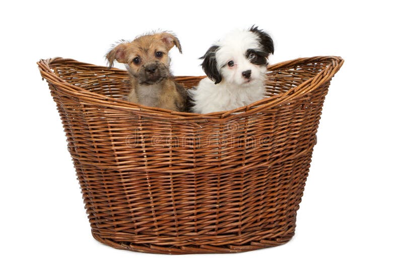 Two Mixed Breed Puppies in a Basket stock images