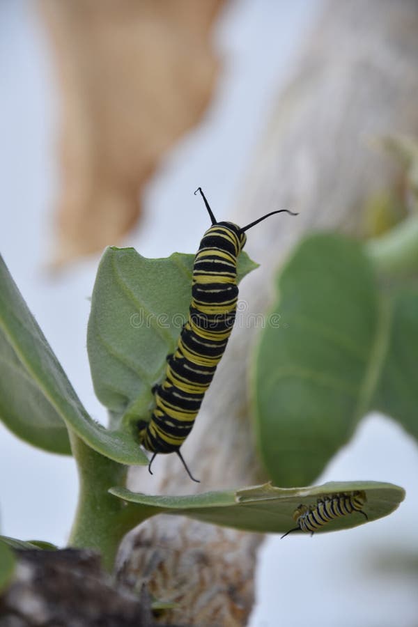 Two Monarch Caterpillars on a Giant Milkweed Plant Stock Photo Image