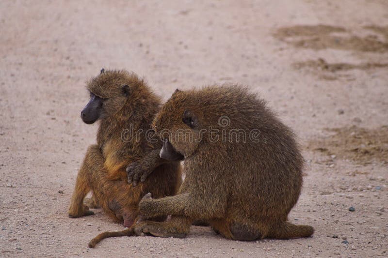 Shameful monkey stock image. Image of cleaning, africa - 87532525