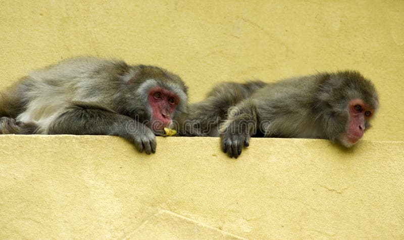 Shameful monkey stock image. Image of cleaning, africa - 87532525