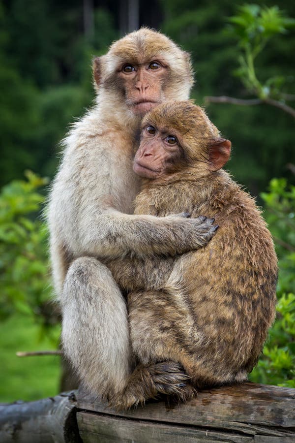 Two Monkeys Hugging Each Other Stock Image - Image of portrait, face: 144799585 Two Monkeys Hugging Each Other Stock Image - Image of portrait, face: 144799585