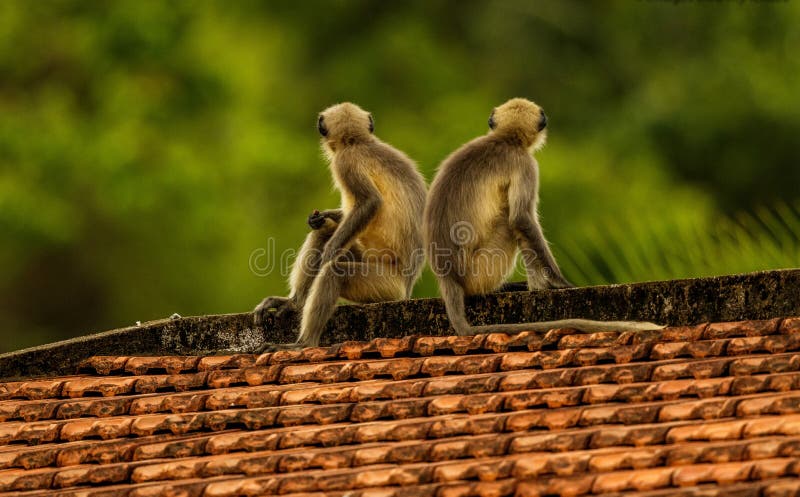 3,557 Two Monkeys Stock Photos - Free & Royalty-Free Stock Photos from Dreamstime 3,557 Two Monkeys Stock Photos - Free & Royalty-Free Stock Photos from Dreamstime