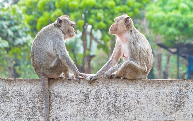 3,557 Two Monkeys Stock Photos - Free & Royalty-Free Stock Photos from Dreamstime 3,557 Two Monkeys Stock Photos - Free & Royalty-Free Stock Photos from Dreamstime